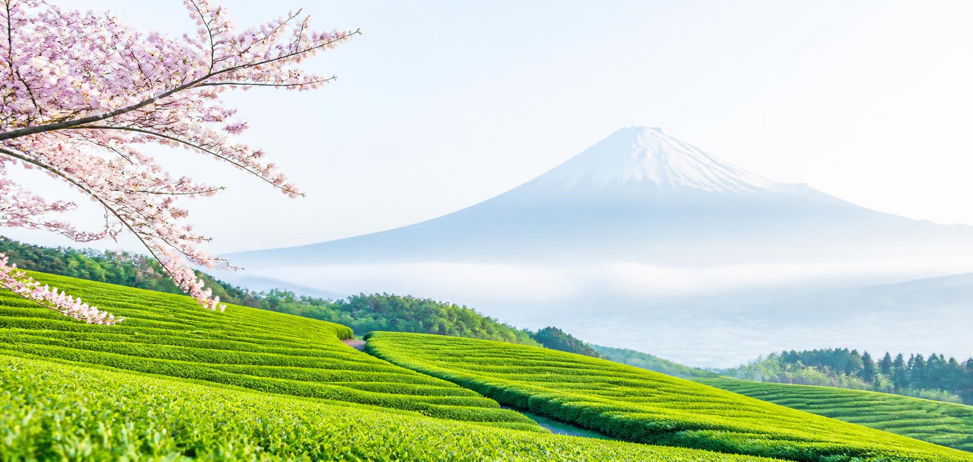 Bright green Japanese tea fields in spring with a distant snow-capped mountain